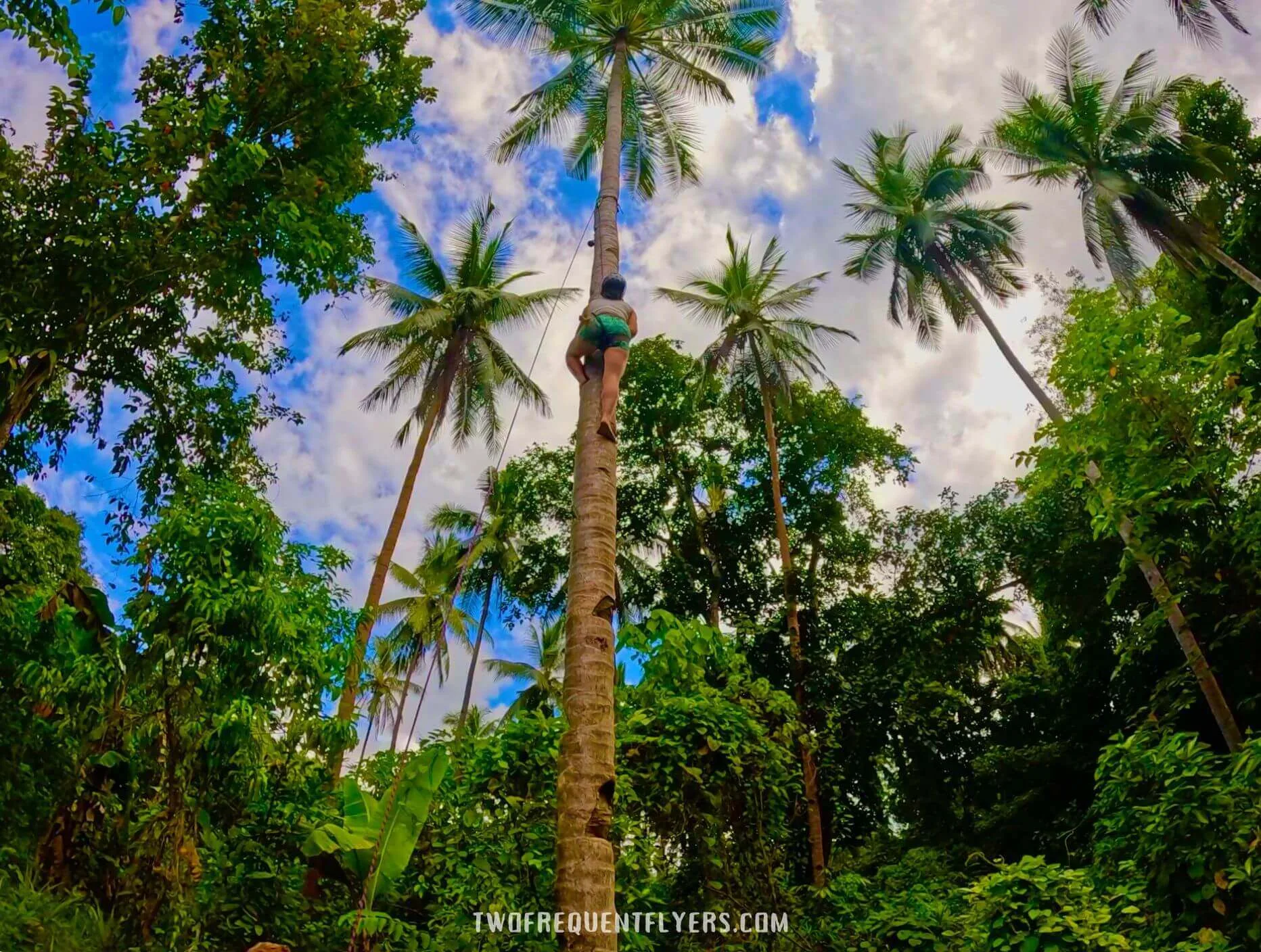 Climbing A Coconut Tree