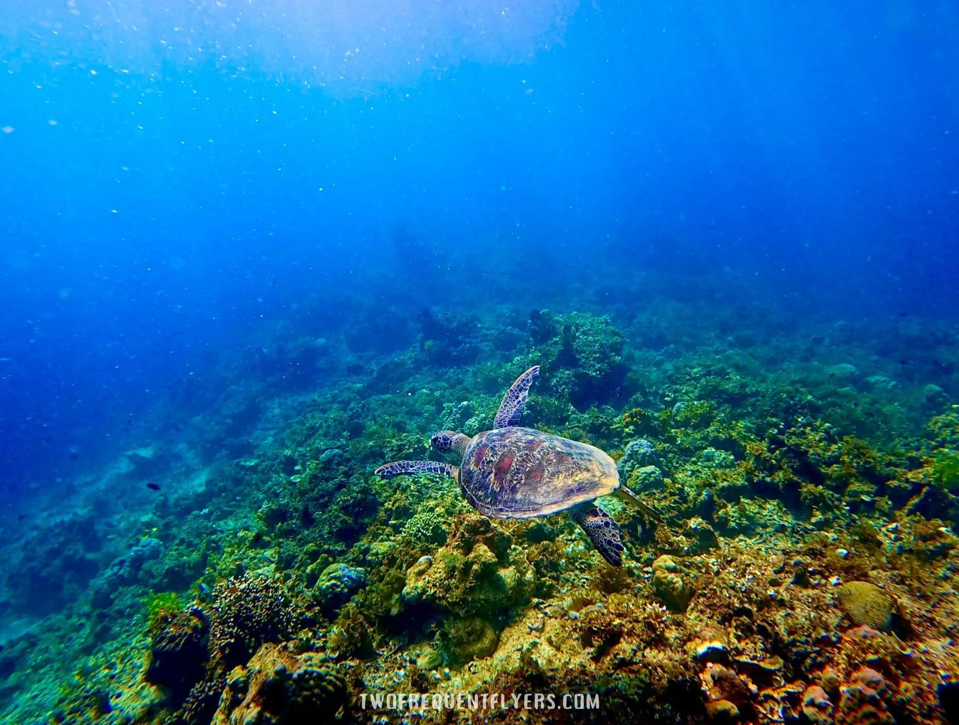 Turtle on a Reef Turtle on a Reef