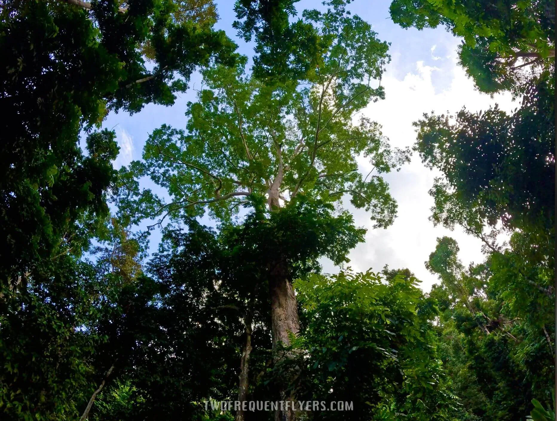 Cacaoyan Forest Park Large Tree.