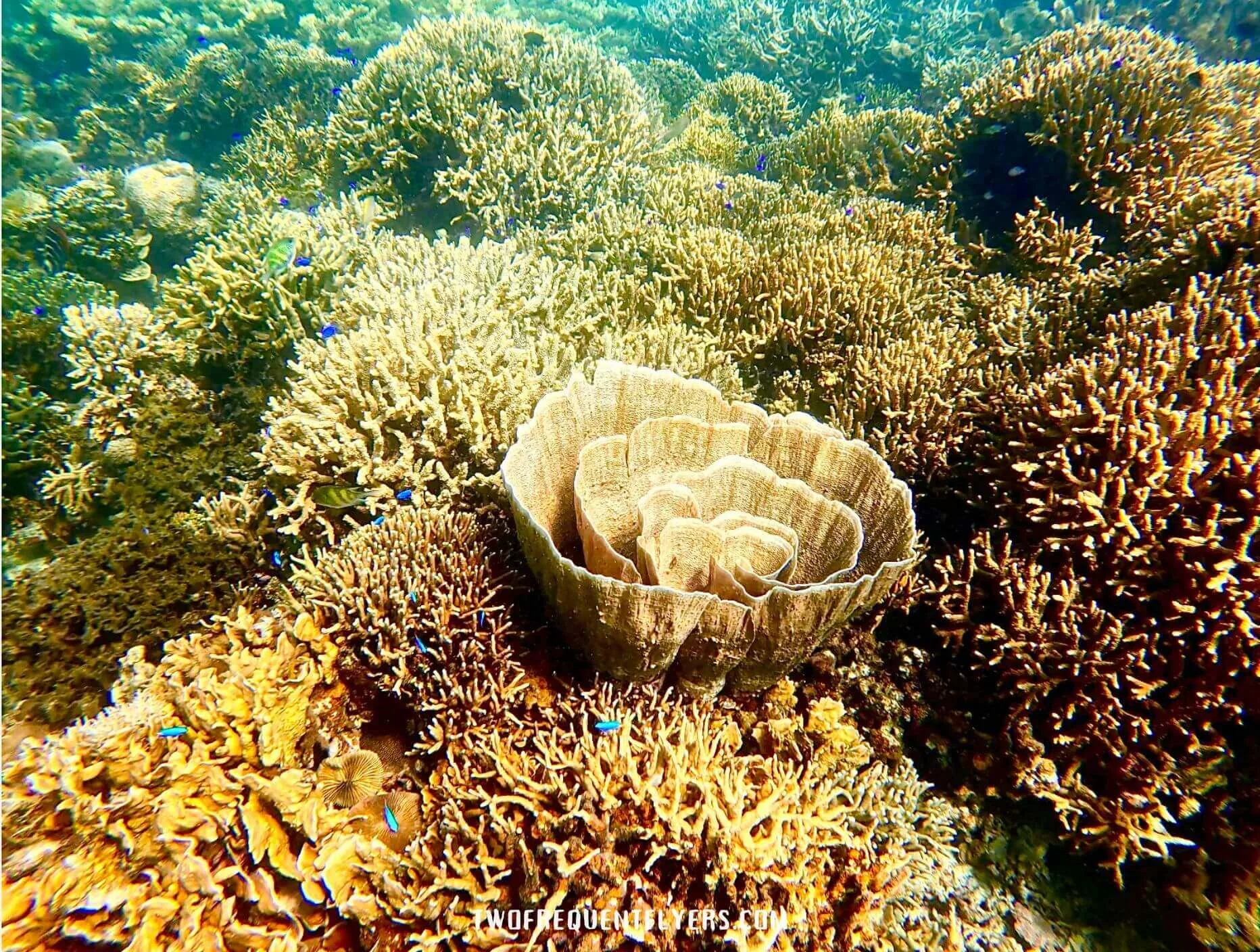 Coral In Philippines