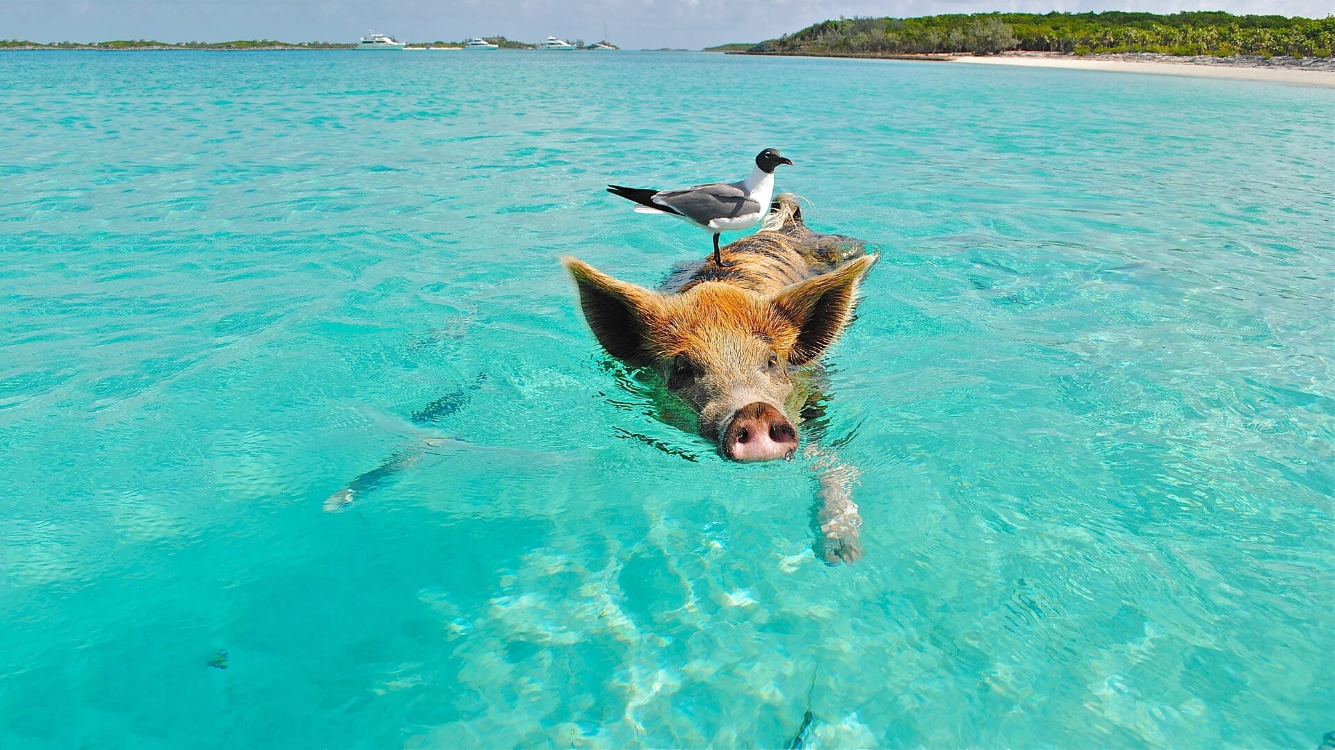 Pig at Coconut Beach Port Barton. Best Things To do in Port Barton. 