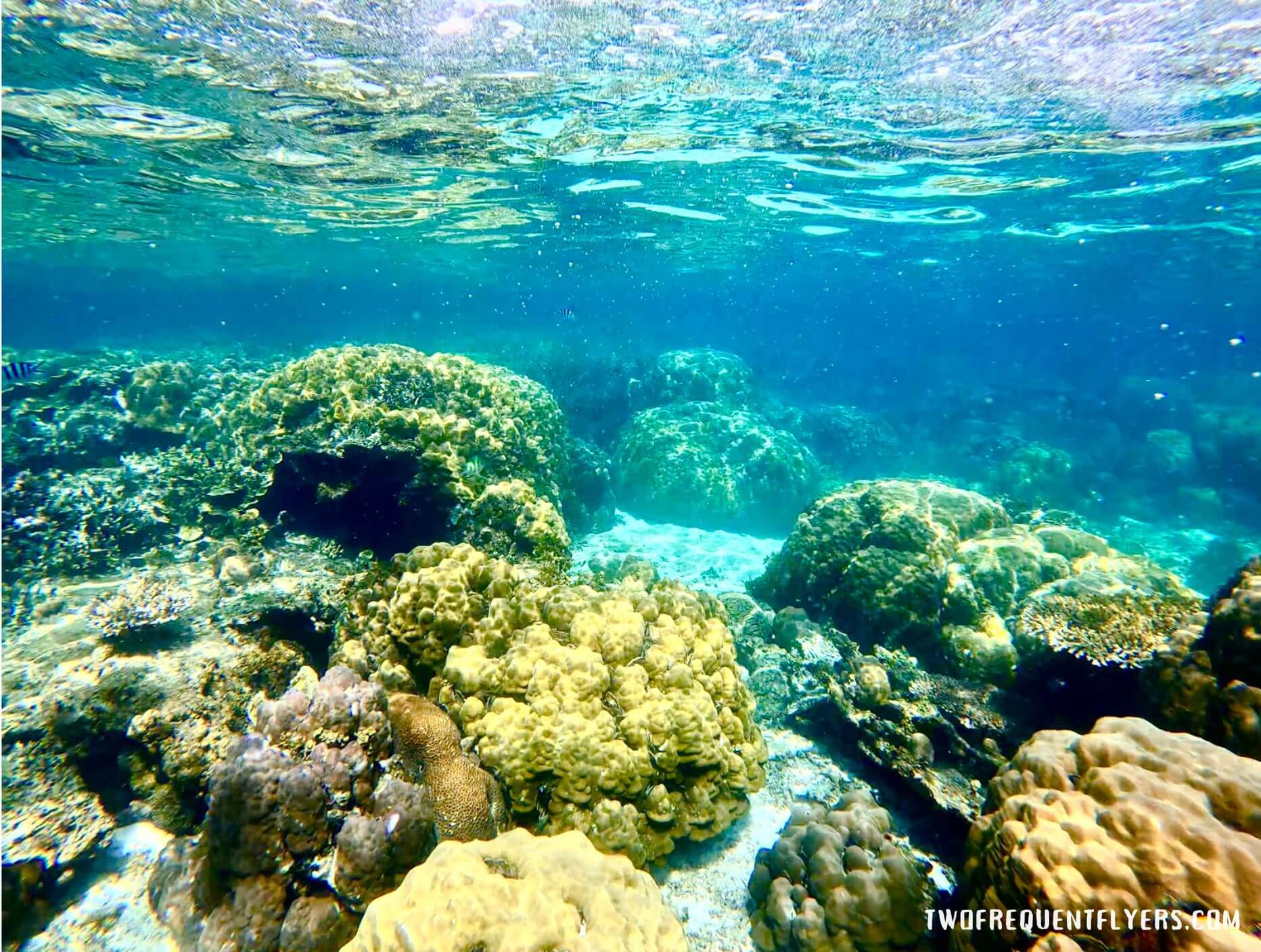 Reef Philippines