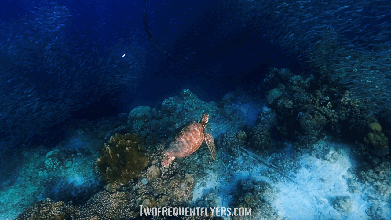 Moalboal Cebu Sardine Run