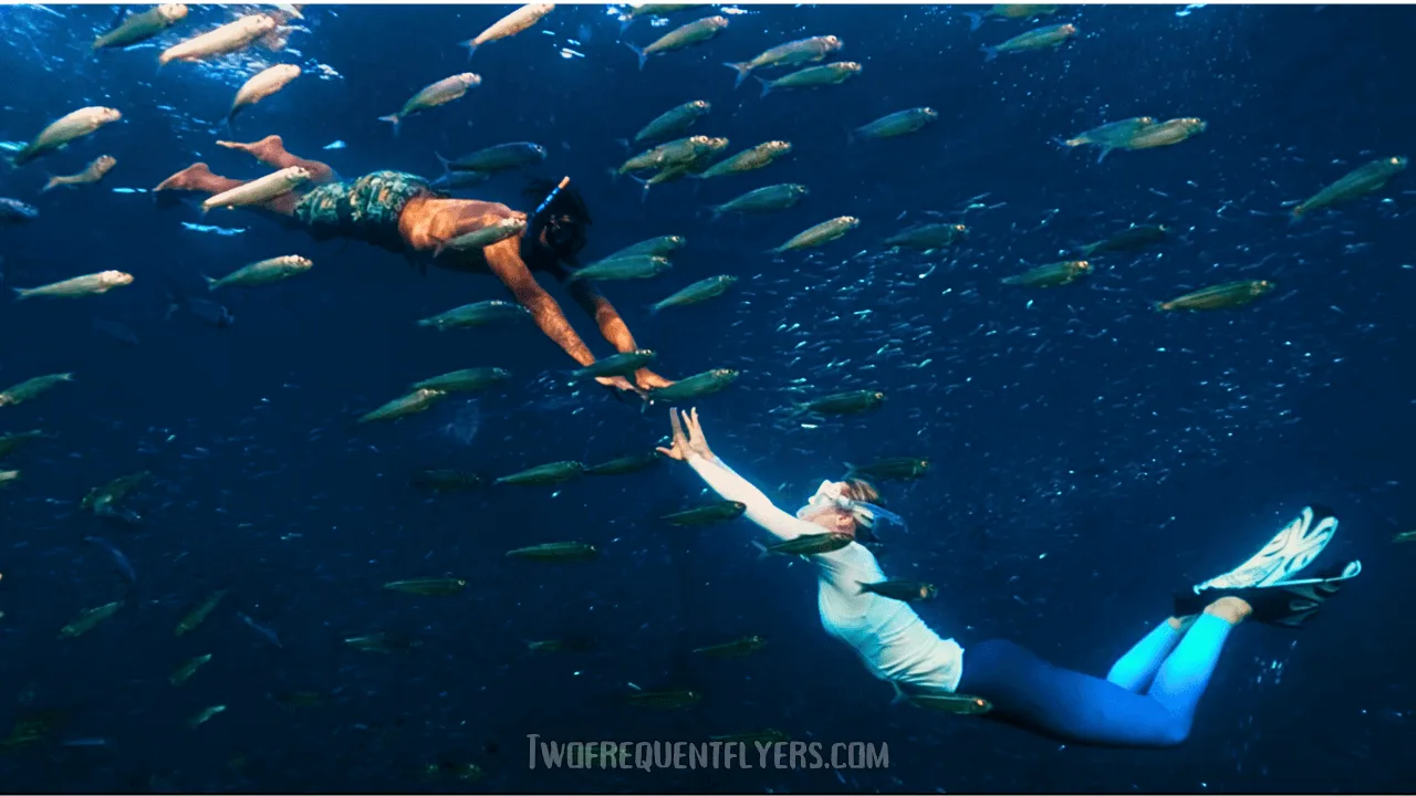 Sardine Run Moalboal Cebu