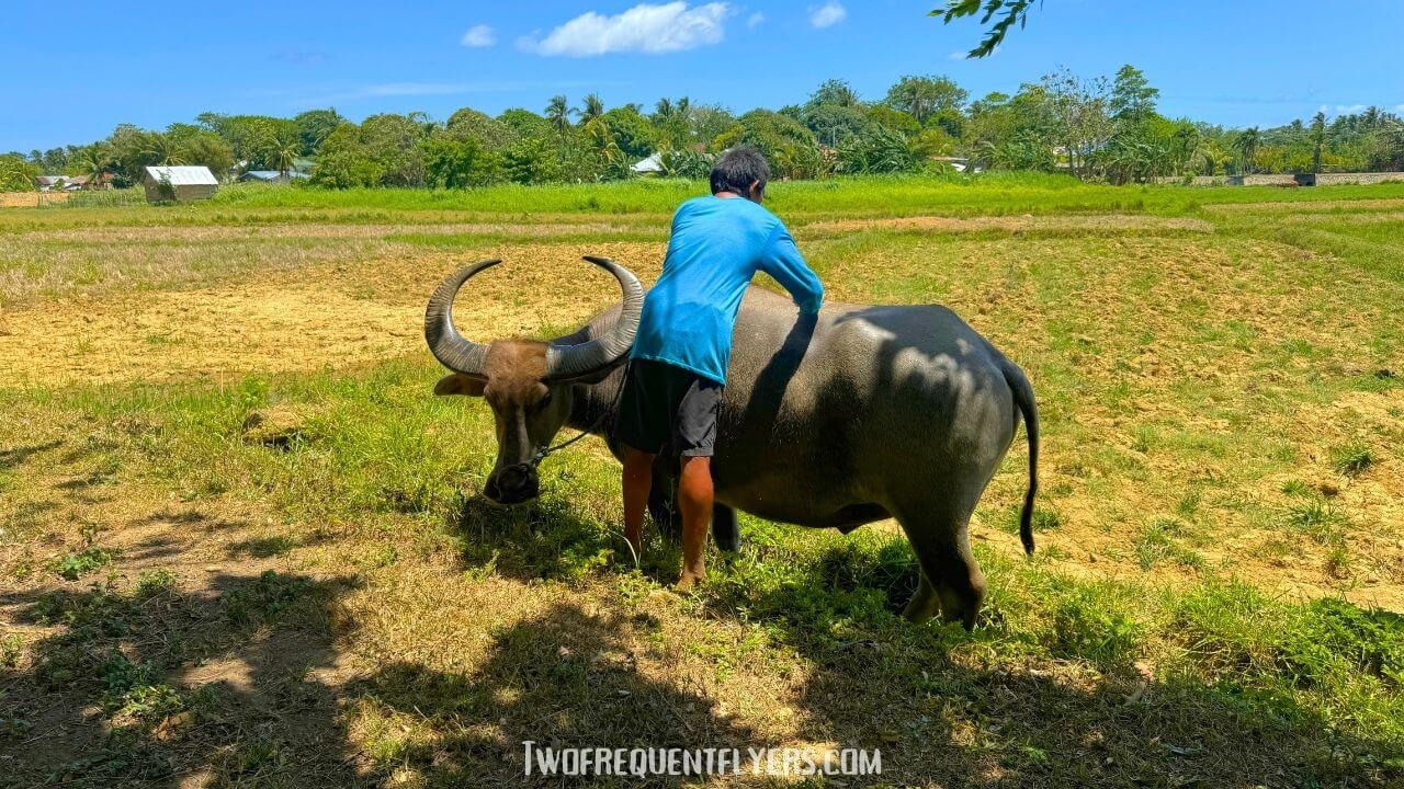 Motag Living Museum Water Buffalo