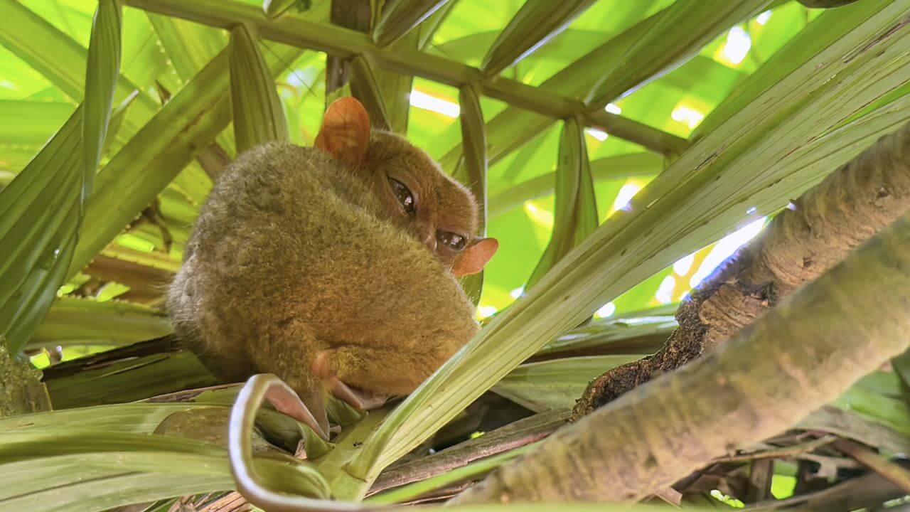 Tarsier Bohol Philippines