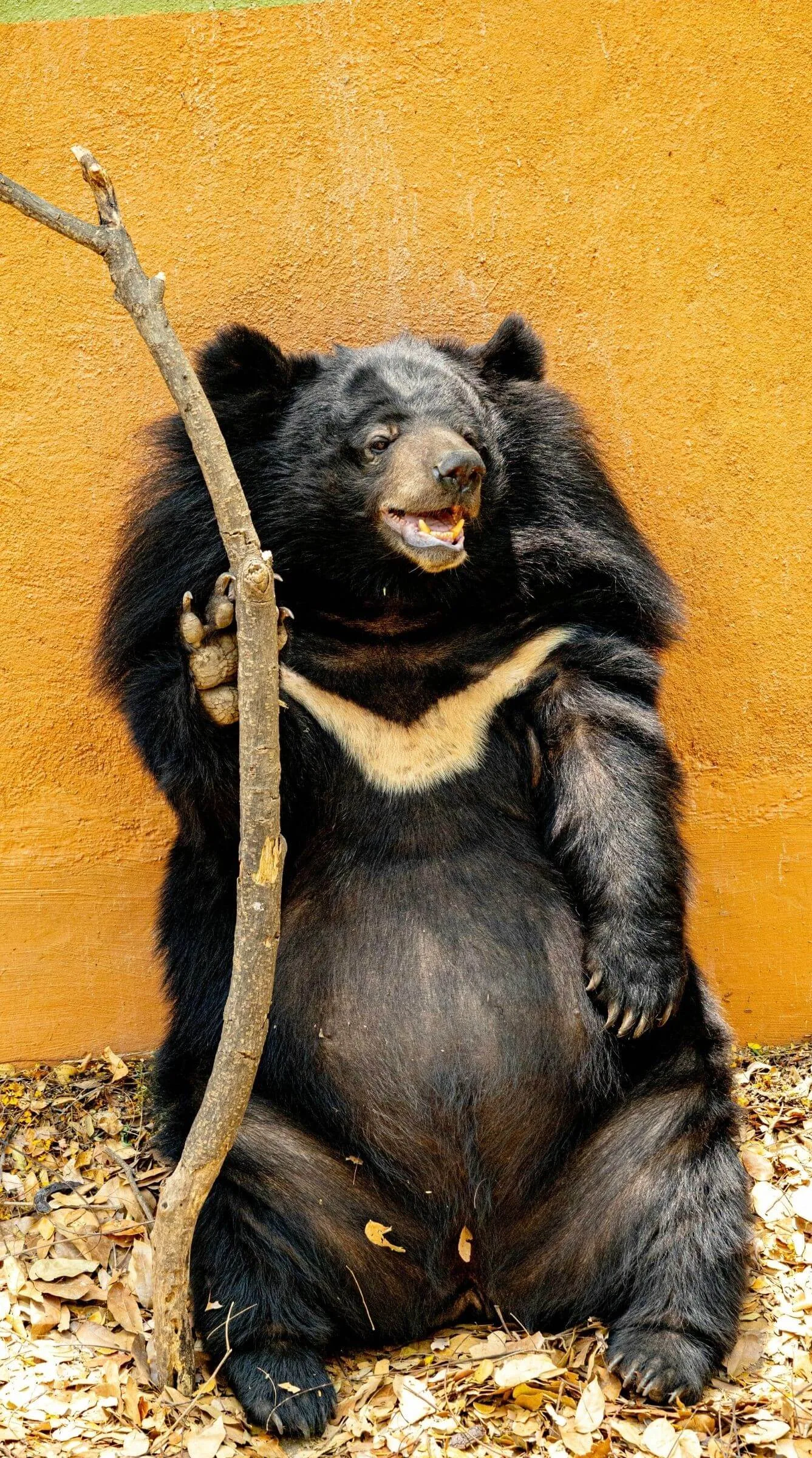 Agra Indian Bear Agra Indian Bear