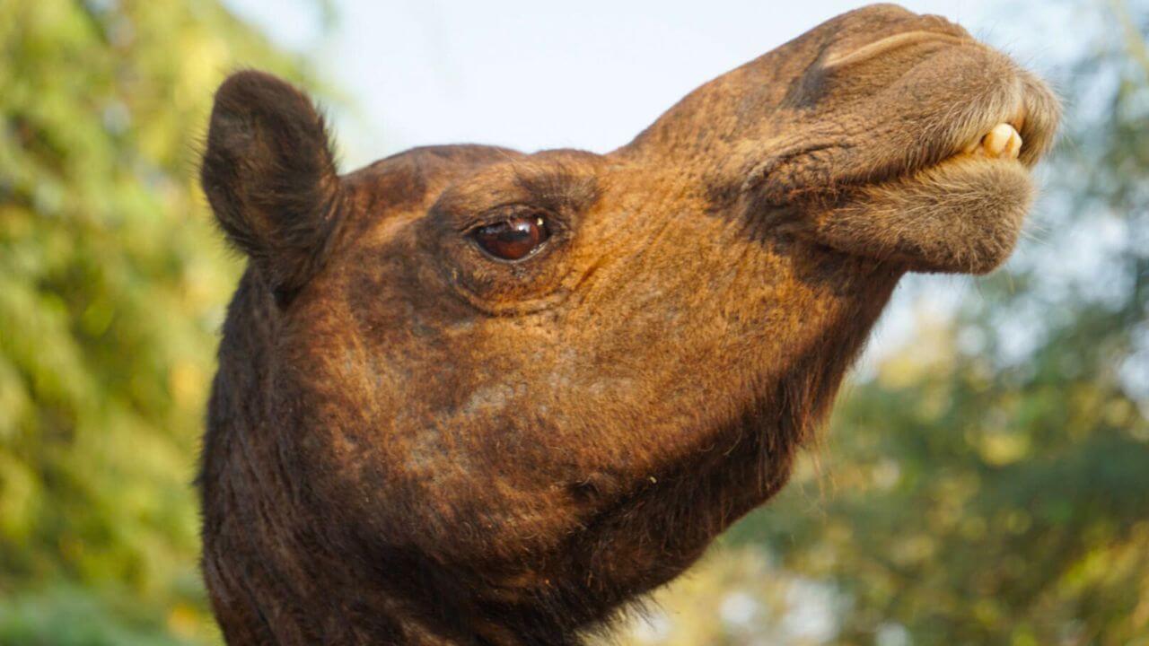 Camel In India