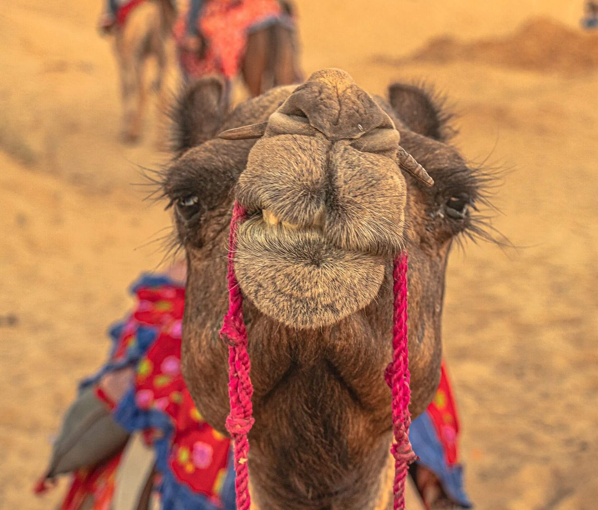 Camel India Pushkar