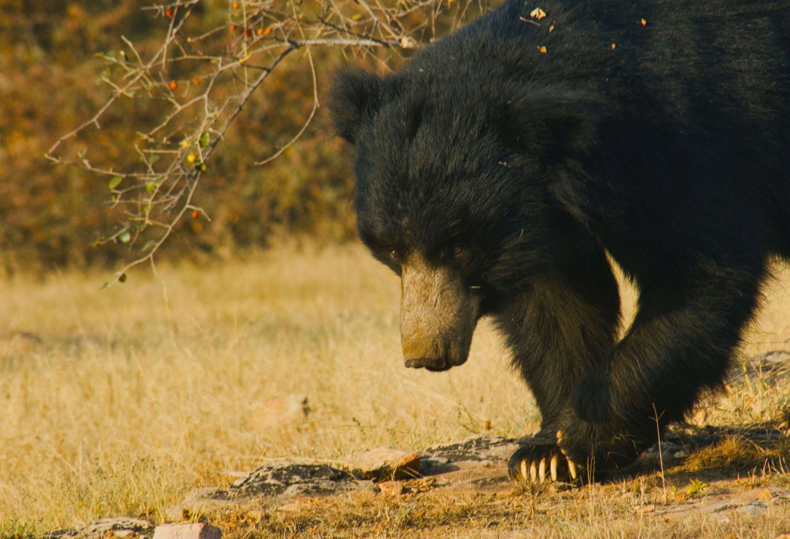 Indian Bear Agra