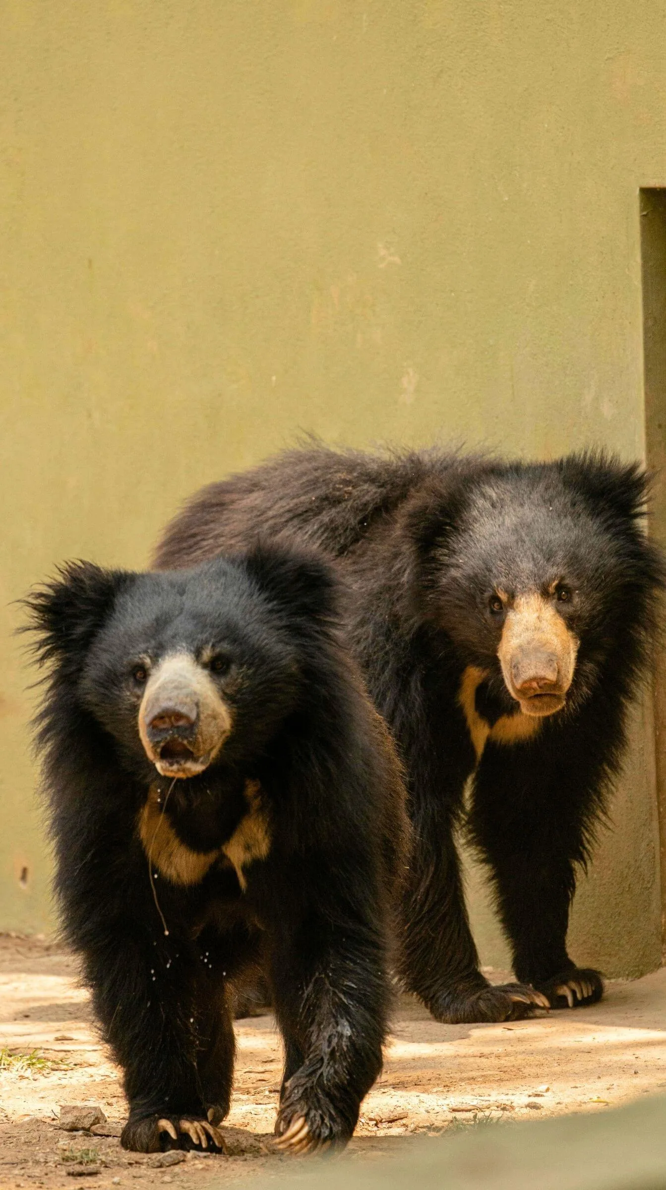 Indian Bear Indian Bear