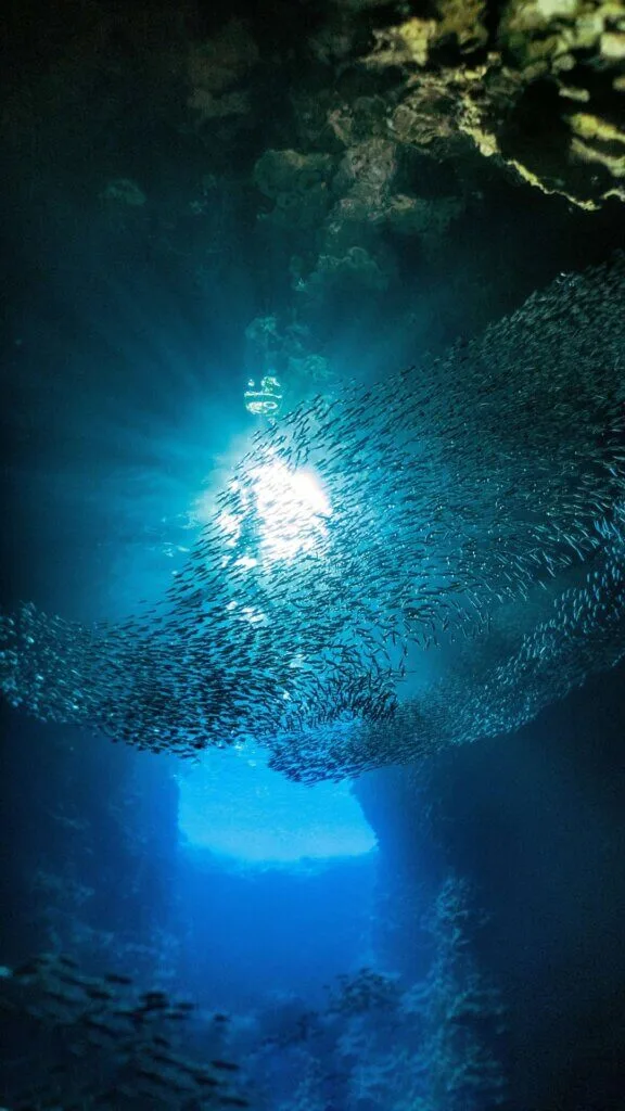Moalboal Sardine Run Moalboal Sardine Run