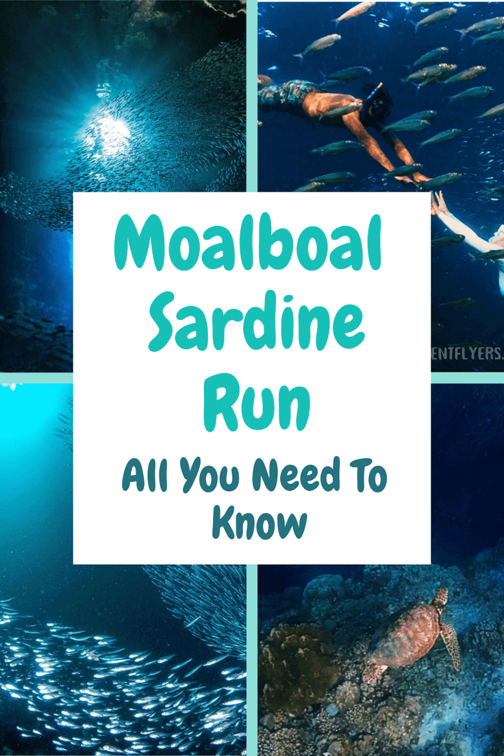 Moalboal Sardine Run Pin