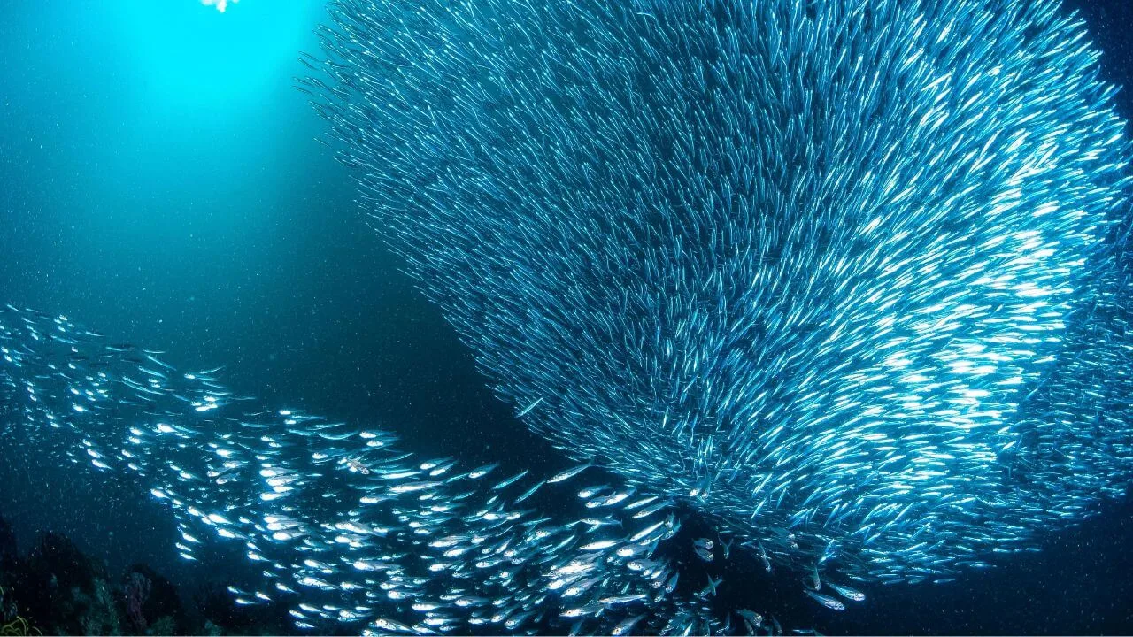Moalboal sardine run Philippines Moalboal sardine run Philippines