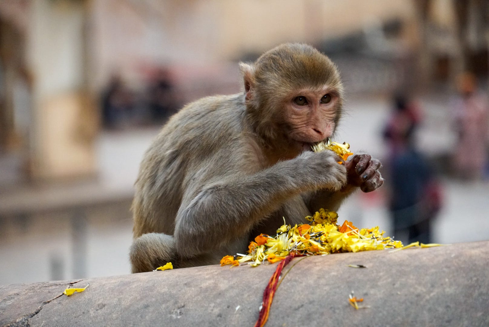 Monkey Temple Jaipur