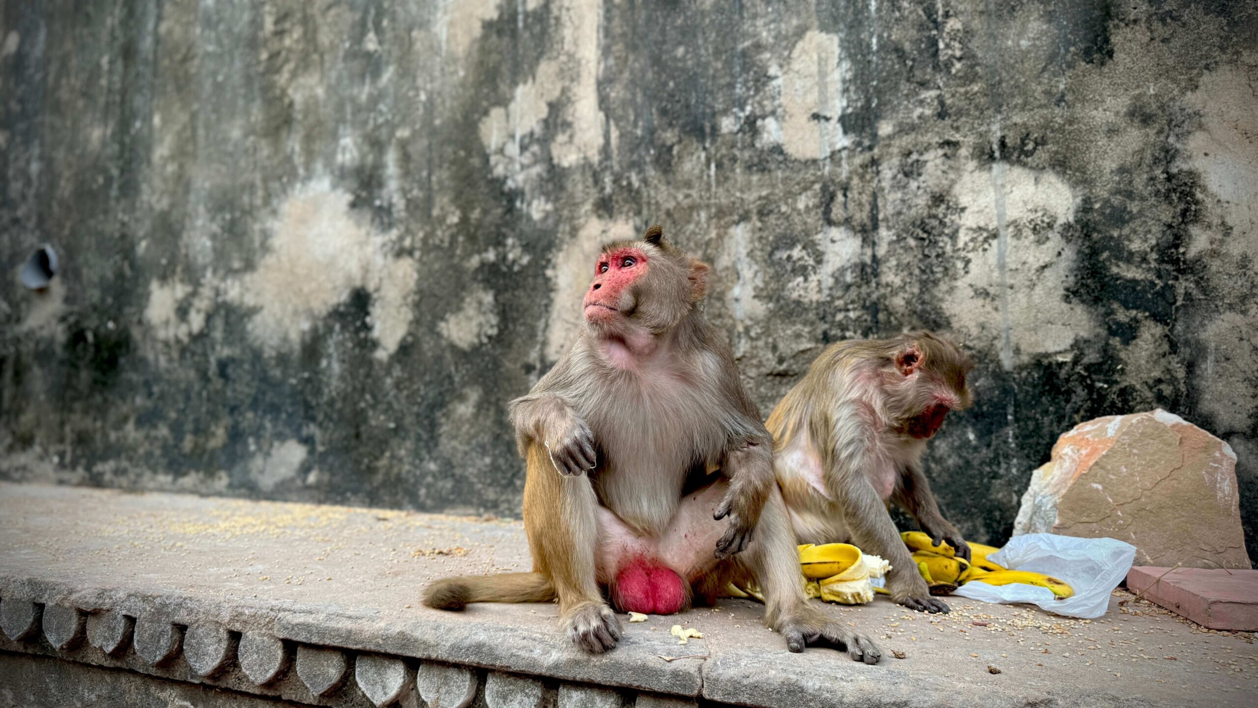 Monkey Temple Jaipur