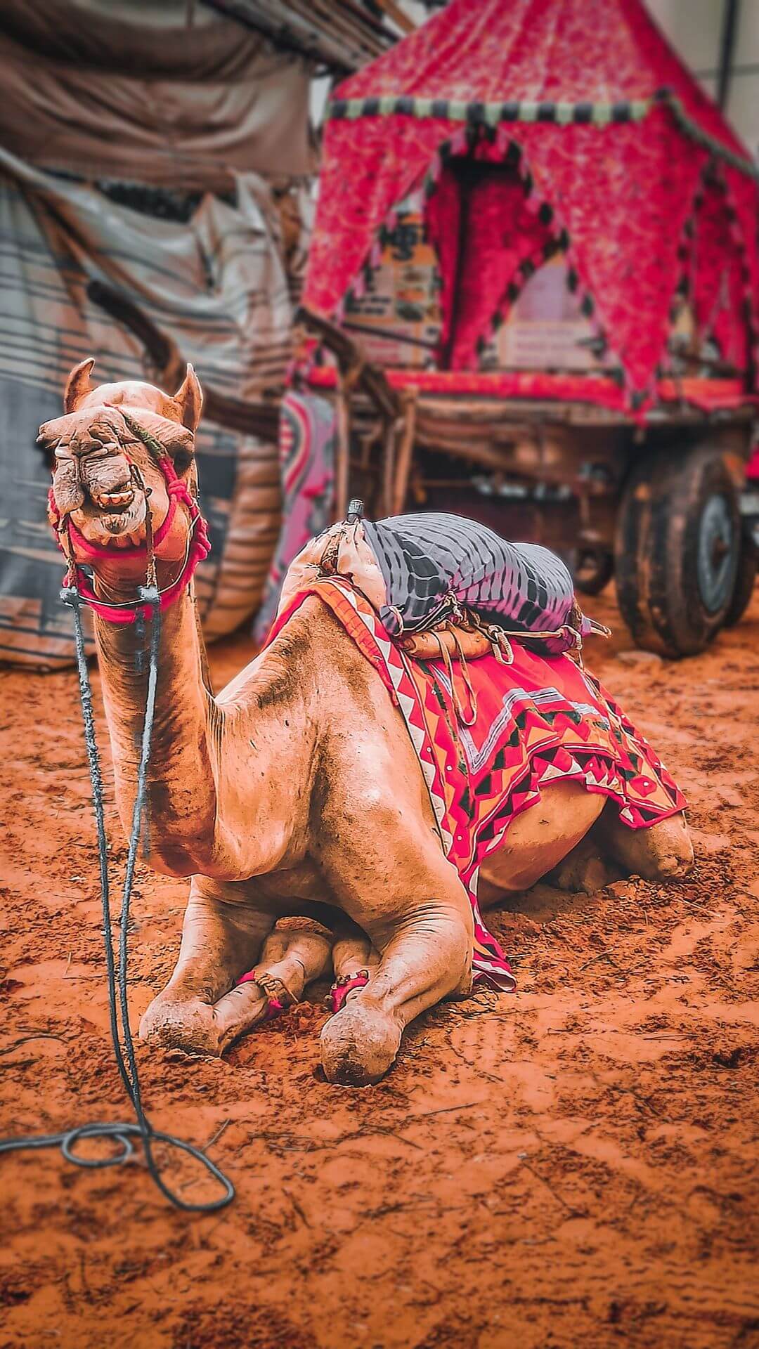 Camel Pushkar