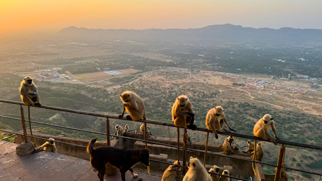 View From Savitri Temple