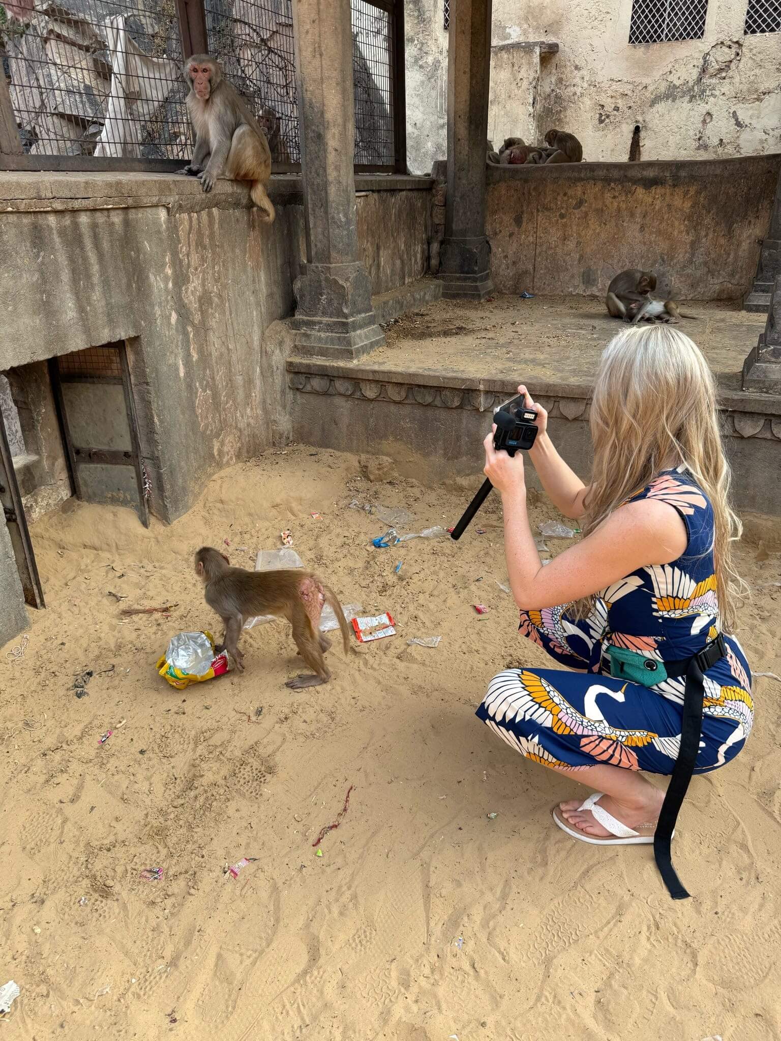 Taking A Picture of a monkey In India. India Travel Guide