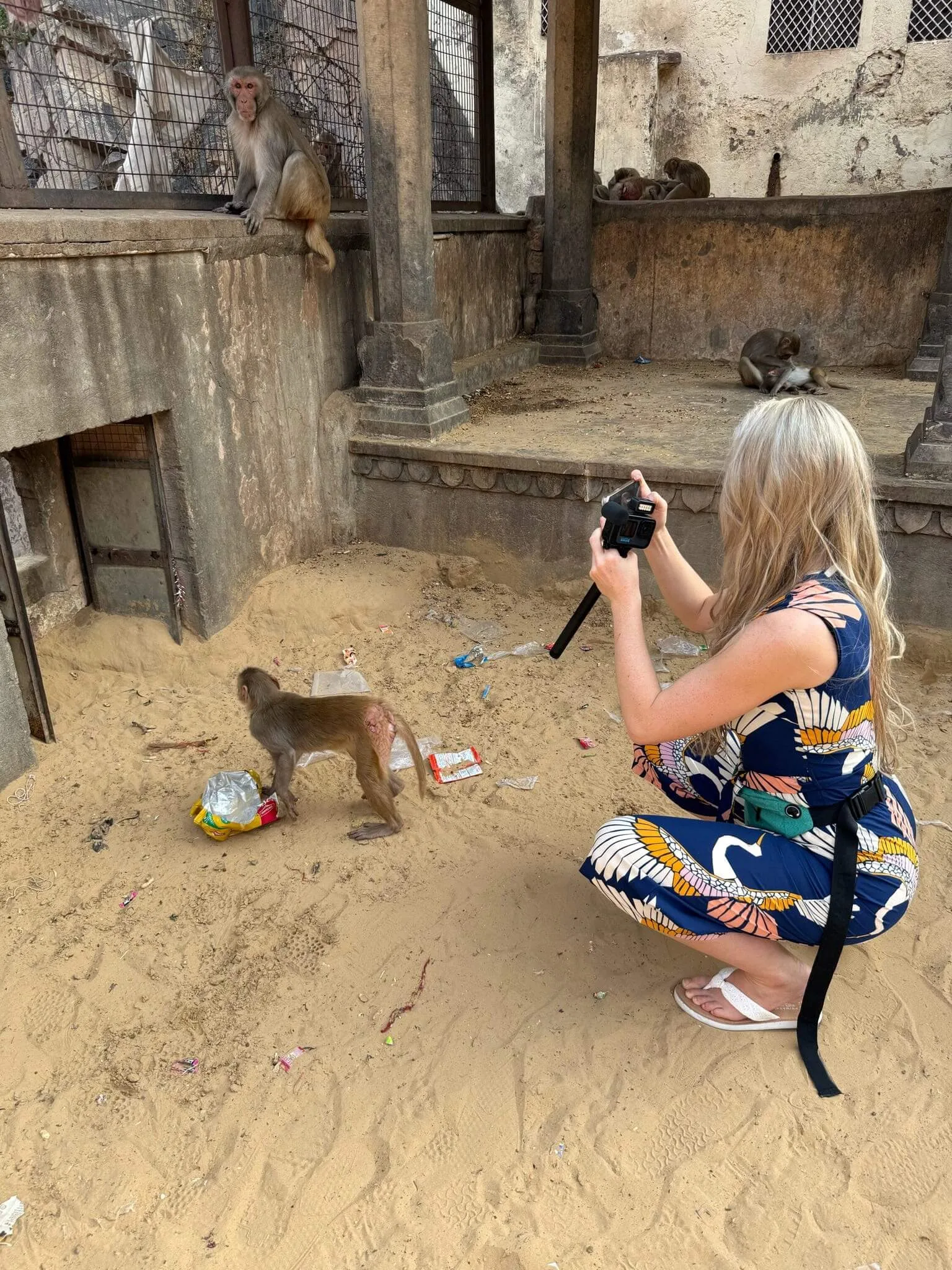 Taking A Picture of a monkey In India. India Travel Guide