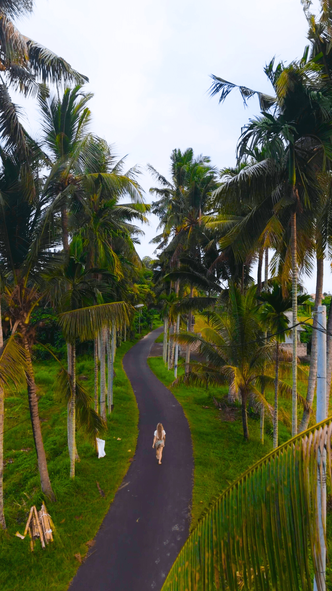 Tree lined Road Bali