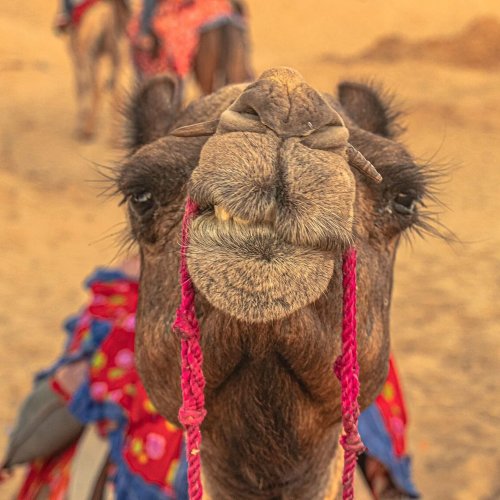 Camel India Pushkar