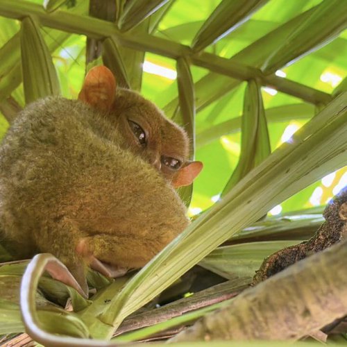 Tarsier Bohol Philippines